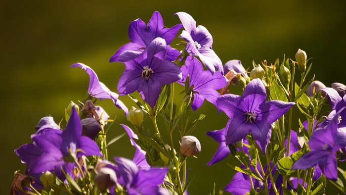 Высокие цветы для сада (80 фото) – названия с описанием