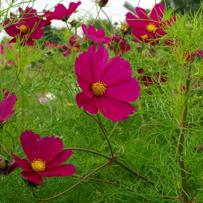 Высокие цветы для сада (80 фото) – названия с описанием