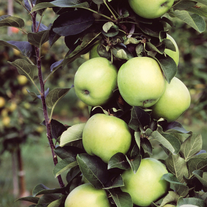 Зеленые сорта яблок 2022 — описание с фото