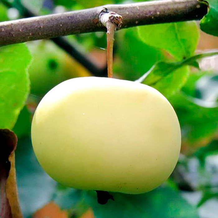 Зеленые сорта яблок 2023 — описание с фото