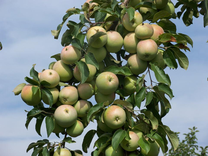 Зеленые сорта яблок 2022 — описание с фото