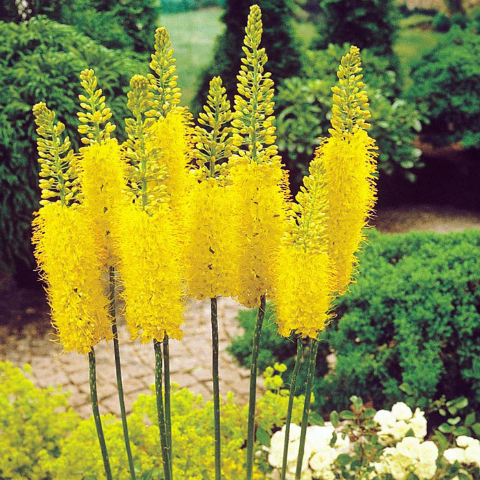 Желтые цветы (60 фото) – названия с описанием комнатных и садовых цветов желтого цвета