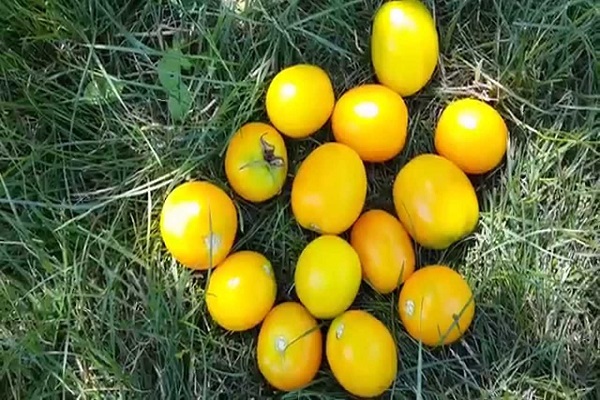 Желтые сорта томатов (85 фото) — каталог лучших сортов для теплицы и открытого грунта в 2022 году