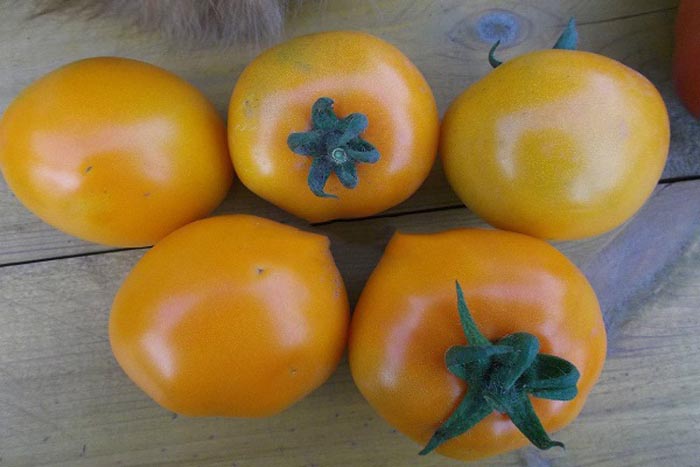 Желтые сорта томатов (85 фото) — каталог лучших сортов для теплицы и открытого грунта в 2022 году