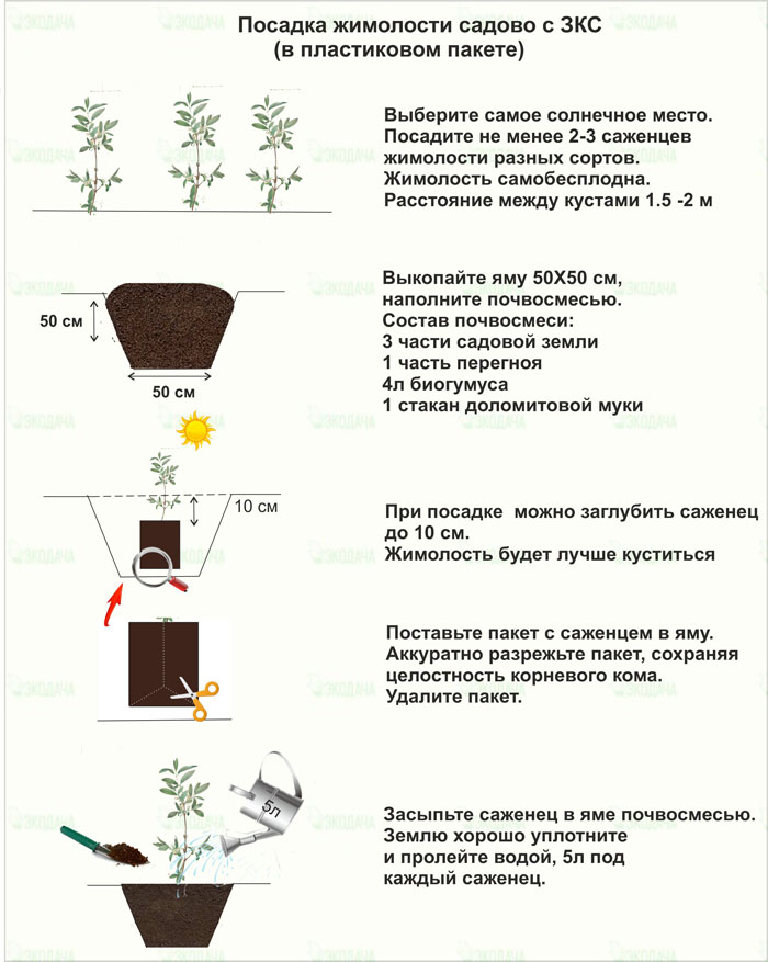Жимолость съедобная схема посадки