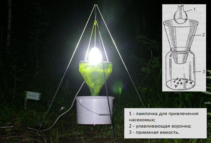 Жук бронзовка (35 фото) — описание, польза и вред, меры борьбы