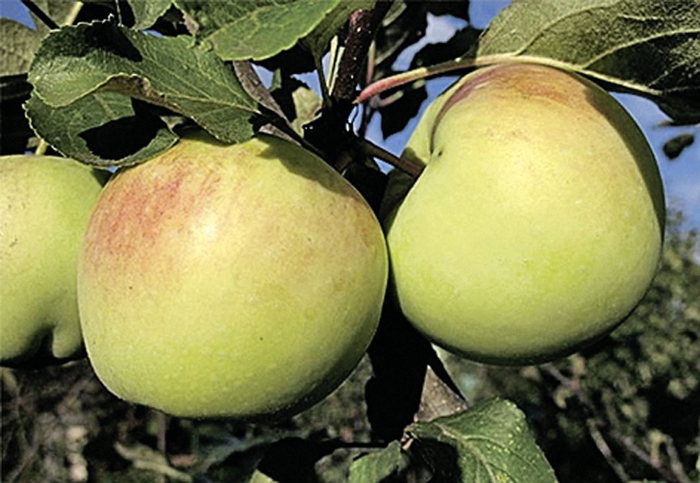 Зимние сорта яблок (50 фото) – названия и описание