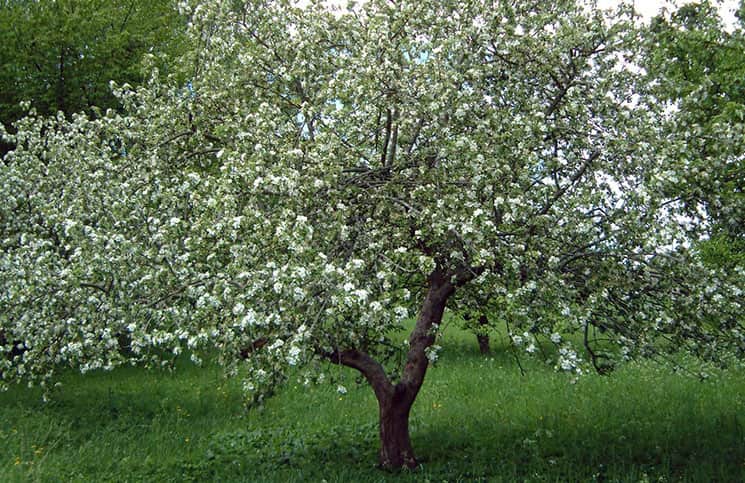 Чем необходимо подкармливать молодые деревья яблонь?
