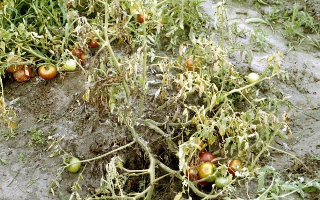 Фосфорные удобрения для томатов: от теории к практике