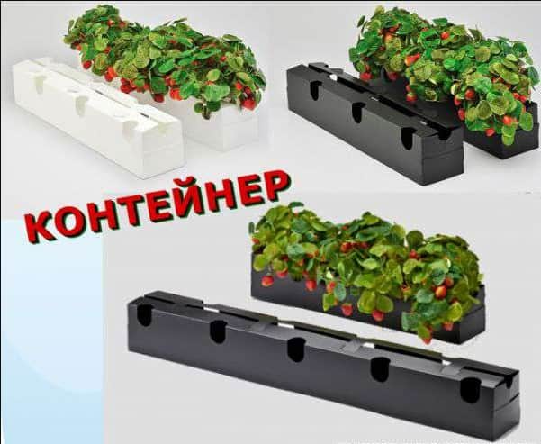 Голландская технология выращивания клубники в теплицах