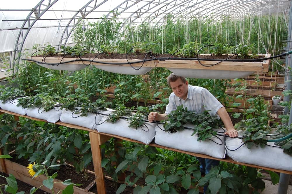 Новый способ выращивания клубники с помощью мешков в теплице