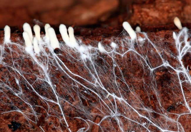 Шампиньоны в теплице: общая информация по выращиванию парниковых грибов