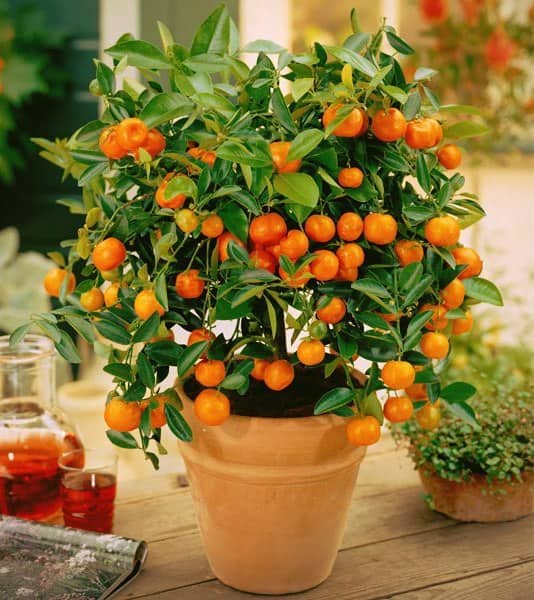 Удобрение цитрусовых: мандарин