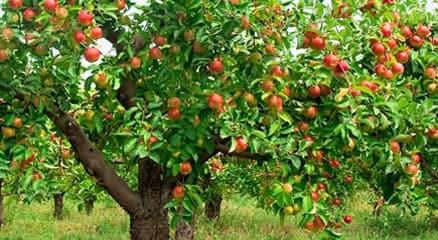 Удобрение яблонь осенью, рекомендации агрономов