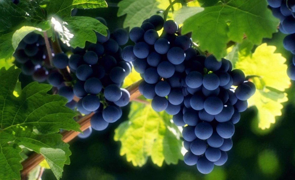 Удобрение органикой виноградников: комплексные советы