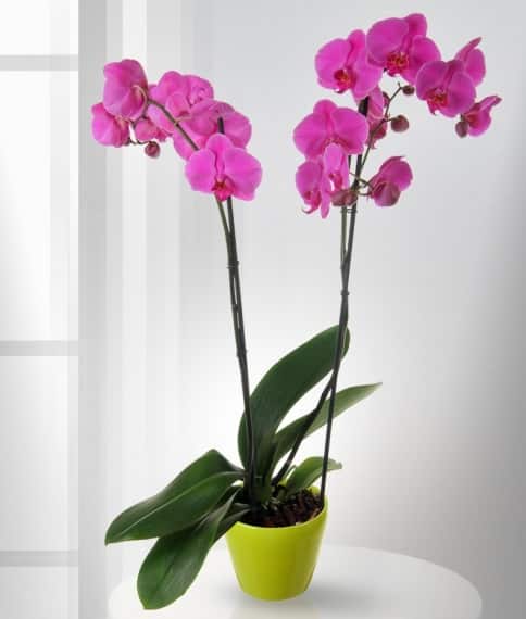 Удобрение орхидей в домашних условиях