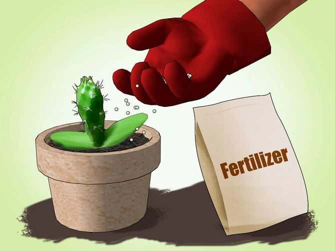 Удобрения для кактусов: чем подкармливать растения в домашних условиях