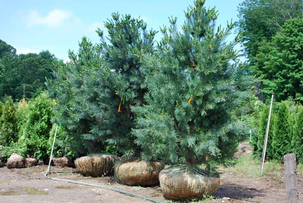 Удобрения для сосновых деревьев: от выбора до применения