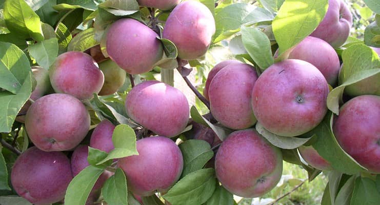 Удобрения плодовых деревьев: основные принципы