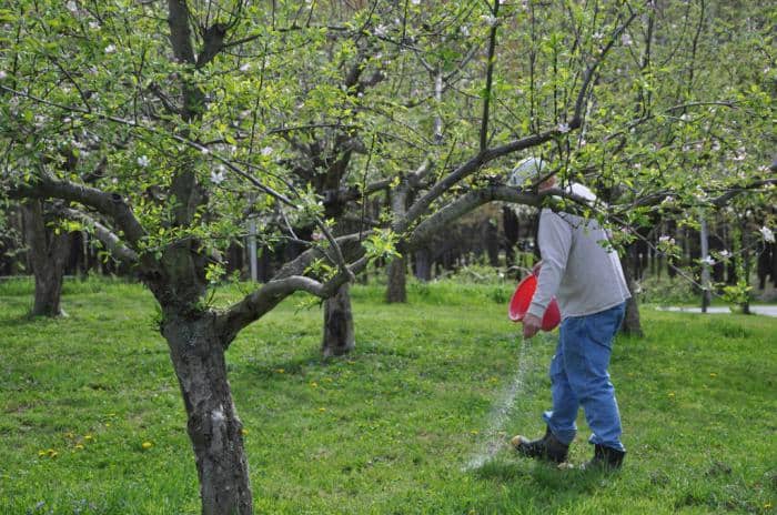 Удобрения плодовых деревьев: основные принципы
