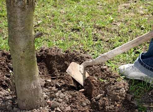 Удобряем вишню и получаем шикарный урожай