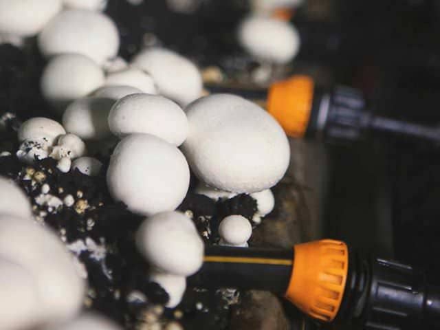 Выращивание грибов: особенности теплицы и ее оборудование