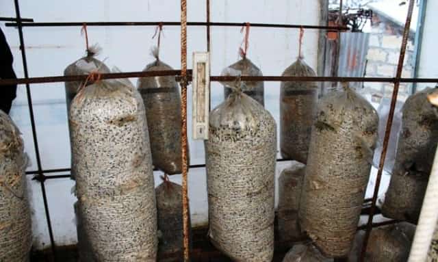Выращивание грибов: особенности теплицы и ее оборудование