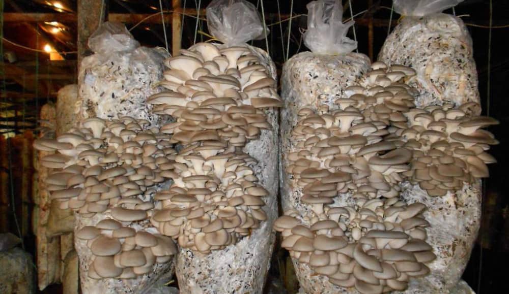 Выращивание грибов в теплице: секреты хорошего урожая