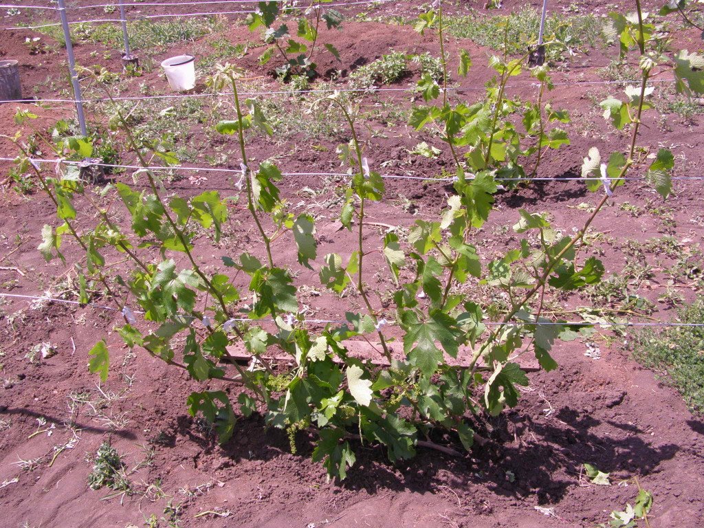 Быстрый рост винограда: какие удобрения лучше использовать
