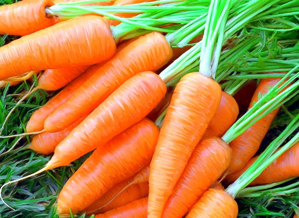Древесная зола: описание, свойства, применение в качестве удобрения для моркови