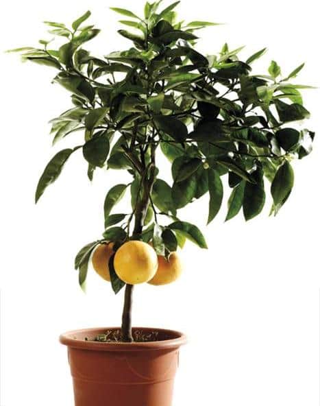 Как и чем удобрять лимоны дома?
