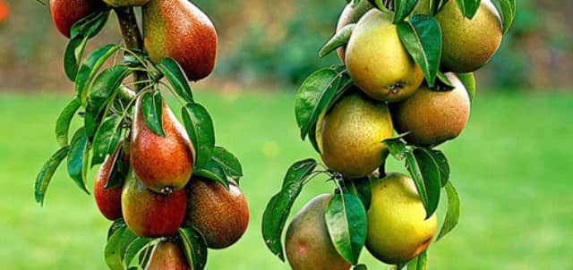 Как подкормить плодовые деревья: выбор удобрения и применение