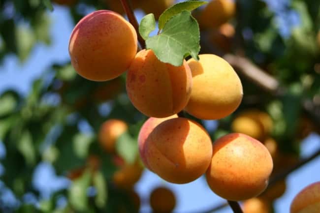 Как правильно подкармливать абрикос?