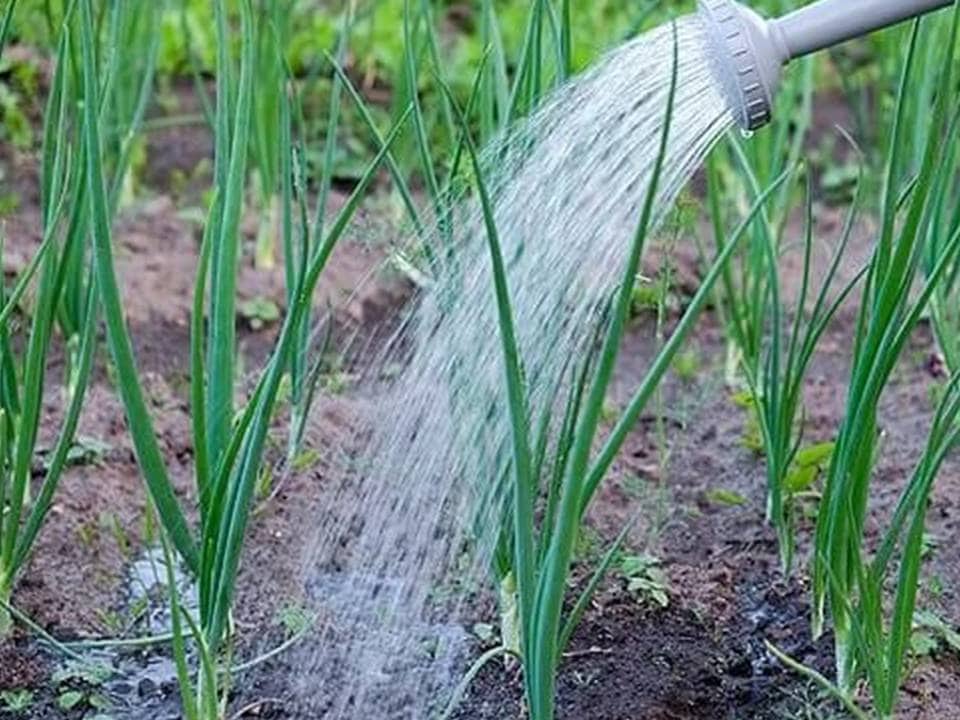 Как правильно удобрять лук весной после посадки и озимый?