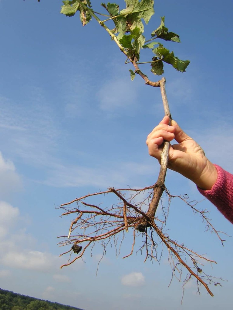 Как вырастить грушу из саженца: посадка, полив и внесение удобрений