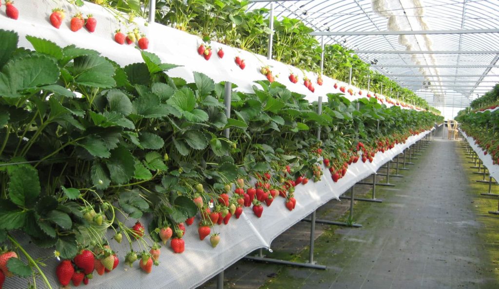 Какой урожай садовой земляники (клубники) можно собрать с 1м2 в теплице?