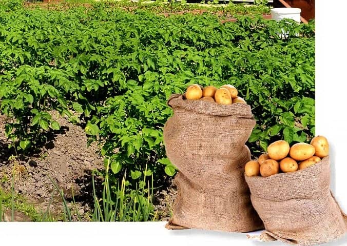 Картофель в навозе: технология которая позволяет получать высокий урожай