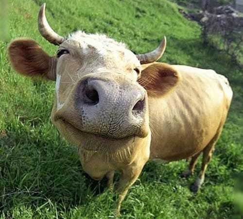 Коровий перегной — лучшее органическое удобрение