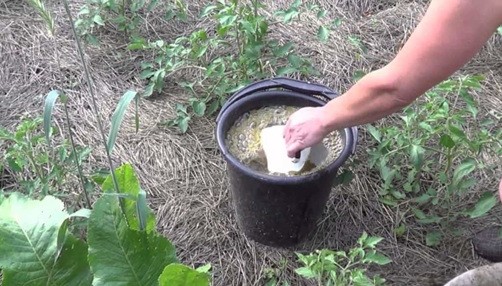 Куриный помет – оптимальное удобрение для кустов картофеля