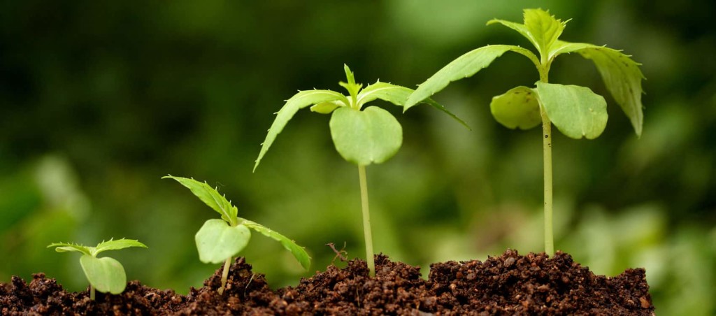 Лучшие натуральные стимуляторы для роста корней растений