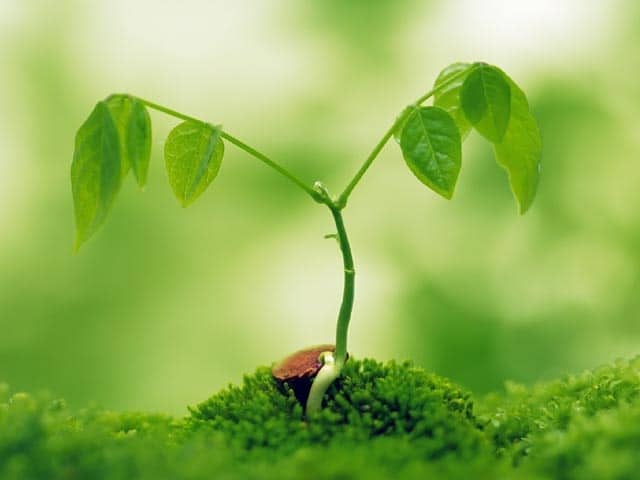 Лучшие натуральные стимуляторы для роста корней растений