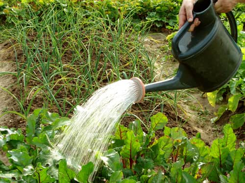 Мочевина — эффективное удобрение для сада и огорода
