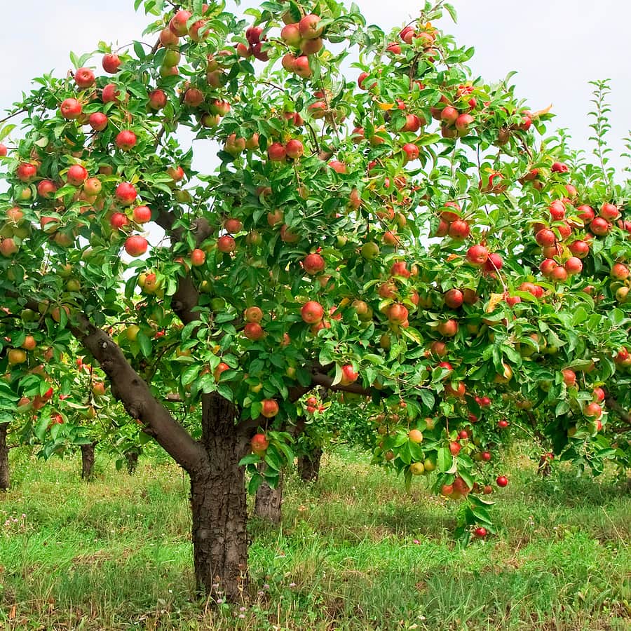 Осенняя обработка яблони при помощи мочевины