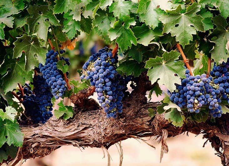 Подкармливаем виноград навозом