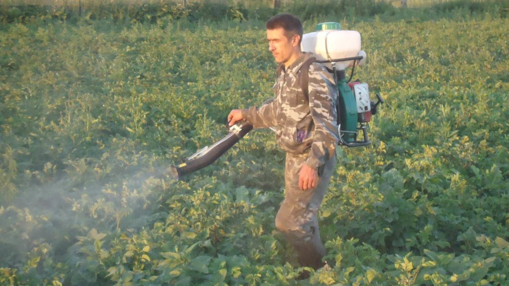 Подкормка картофеля мочевиной: секретная методика получения высокого урожая