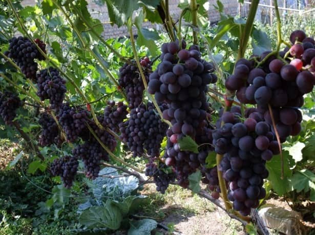 Подкормка винограда осенью: применяем технологию на практике