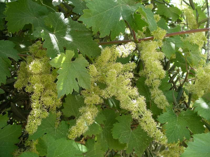 Подкормка винограда после цветения: для улучшения показателей урожайности