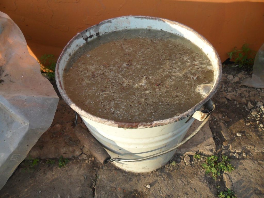 Подкормка вишни весной: закладываем хороший урожай заранее