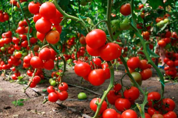 Подкормки для помидоров: как получить богатый урожай?