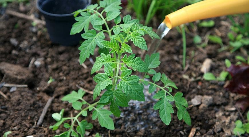Подкормки для томатов и перцев: закладываем хороший урожай